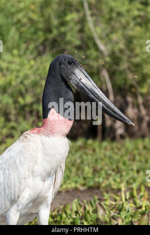 Ein erwachsener Jabiru, Jabiru mycteria, Angeln an pousado Rio Claro, Mato Grosso, Brasilien. Stockfoto