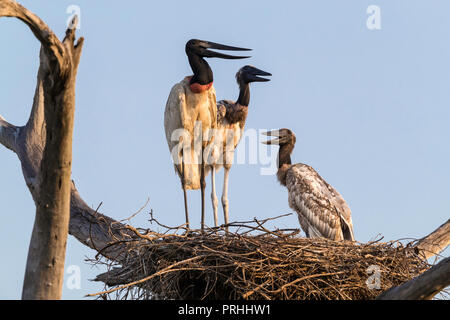 Ein erwachsener Jabiru, Jabiru mycteria, mit 2 Küken auf einem Nest an pousado Rio Claro, Mato Grosso, Brasilien. Stockfoto