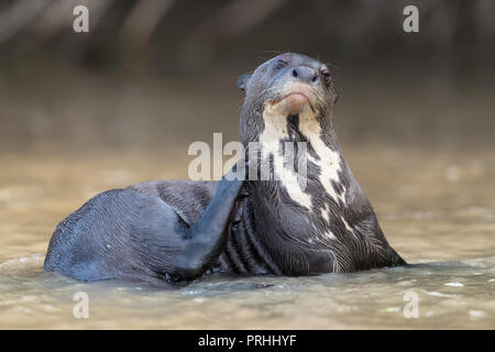 Nach giant river Otter mit einem Jucken, Pteronura brasiliensis, Nähe Puerto Jofre, Mato Grosso, Pantanal, Brasilien. Stockfoto