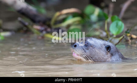 Giant river Otter (Pteronura brasiliensis) Schwimmen, Pantanal, Brasilien. Stockfoto