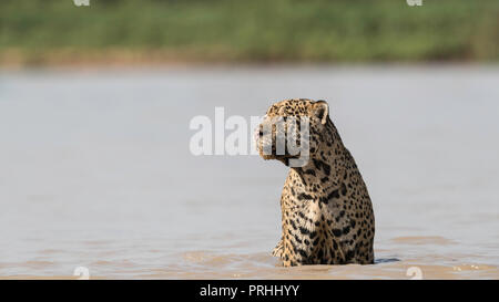 Ein erwachsenes Männchen Jaguar (Panthera onca) im Rio Cuiabá, Mato Grosso, Brasilien. Stockfoto