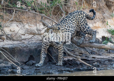 Ausgewachsene Weibchen jaguar Panthera onca, entlang der Ufer des Rio Tres Irmao, Mato Grosso, Brasilien. Stockfoto