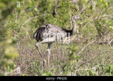 Mehr Nandu (Rhea americana), pousado Rio Claro, Mato Grosso, Brasilien. Stockfoto