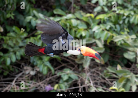 Ein erwachsener toco Toucan, Ramphastos toco, im Flug in der Nähe von Porto Jofre, Mato Grosso, Brasilien. Stockfoto