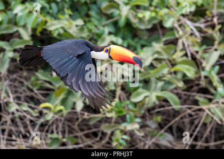 Der Riesentukan (Ramphastos toco), im Flug, Mato Grosso, Brasilien. Stockfoto