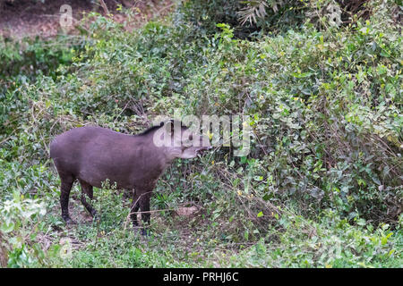 Ein erwachsener South American Tapir, Tapirus terrestris, pousado Rio Claro, Mato Grosso, Brasilien. Stockfoto