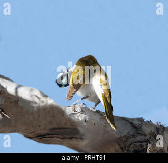 Blue-faced honeyeater (Entomyzon cyanotis) putzen, Emu Creek, Atherton Tablelands, Queensland, Queensland, Australien Stockfoto