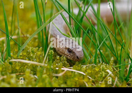 Nahaufnahme der Slow worm Anguis fragilis auf Moss in einem Wald Stockfoto