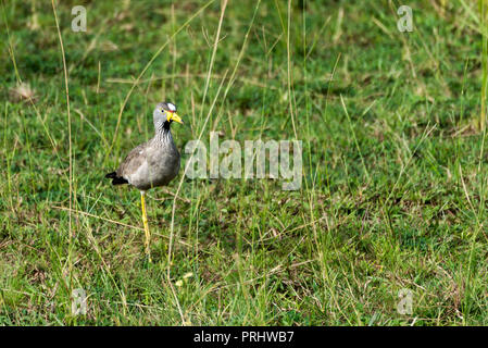 Afrikanische Gelbstirn-blatthühnchen Kiebitz (Senegal Gelbstirn-blatthühnchen Regenpfeifer) zu Fuß auf Gras im Murchison Nationalpark, Uganda, Afrika Stockfoto