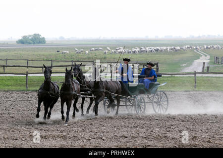 Reitsport in der Region Puszta in Ungarn Stockfoto