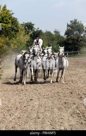 Reitsport in der Region Puszta in Ungarn Stockfoto