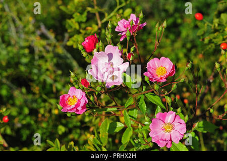 Rosa Blumen Rosa Canina mit schlehe Bug sitzt auf einem Blumenblatt Stockfoto