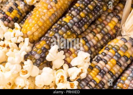 Bündel von organischen getrockneten bunten Maiskolben bereit Popcorn zu Pop oder Splitt mit bereits knallte Popcorn Stockfoto