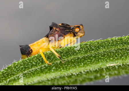 Gezackte Ambush Bug (Phymata sp) auf einem Blatt - Ontario, Kanada gehockt Stockfoto