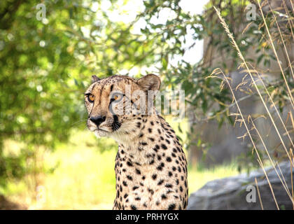 UK, Hamerton Zoo - 17 Aug 2018: Geparden in Gefangenschaft, Porträt Stockfoto