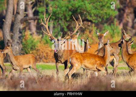 Junge Hirsche männlichen Hirsch, Cervus elaphus, mit großen geweih Jagen tut oder Hirschen während der Brunft auf einem Feld in der Nähe von einem Wald in lila Heidekraut bloo Stockfoto