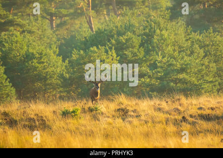 Rotwild männlich, Cervus elaphus, mit großen Geweih Brunft während der Paarungszeit auf eine Landschaft mit Feld, Wald, Hügel und einen wunderschönen Sonnenuntergang Stockfoto