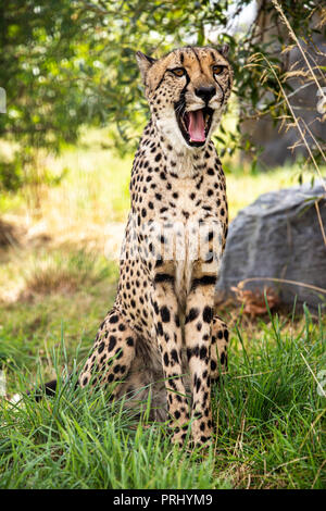 UK, Hamerton Zoo - 17 Aug 2018: Großbritannien, Hamerton Zoo - 17 Aug 2018: cheetah Portrait, könnte lachen, gähnen oder überrascht Stockfoto