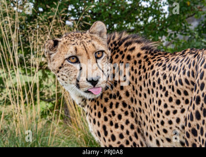 UK, Hamerton Zoo - 17 Aug 2018: Komödie cheetah Portrait Stockfoto