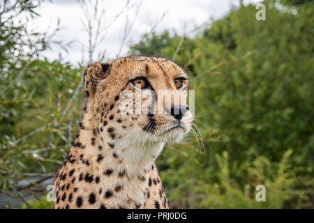 UK, Hamerton Zoo - 17 Aug 2018: Geparden in Gefangenschaft, Porträt Stockfoto