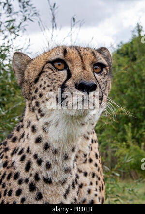 UK, Hamerton Zoo - 17 Aug 2018: Geparden in Gefangenschaft, Porträt Stockfoto