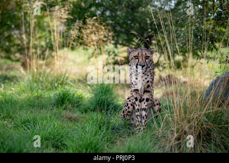 UK, Hamerton Zoo - 17. August 2018: Stockfoto