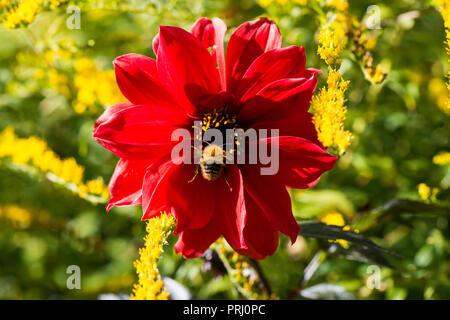 Eine Hummel auf der Blume einer dahlie 'Bischof von Llandaff' Stockfoto