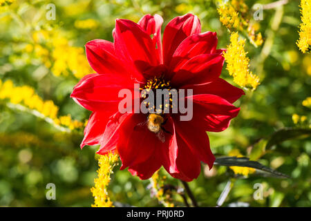 Eine Hummel auf der Blume einer dahlie 'Bischof von Llandaff' Stockfoto