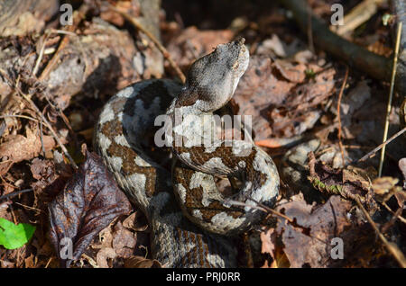 Grau Vipera ammodytes in trockenem Laub versteckt, umgekippt und zum Angriff bereit, in einem typischen Federn Position Stockfoto