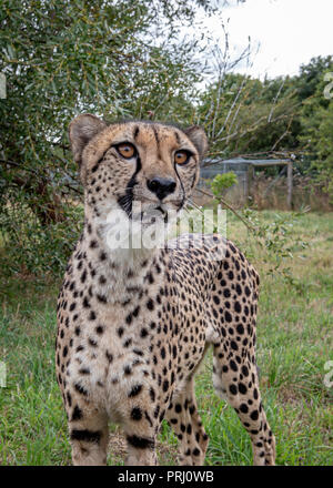 UK, Hamerton Zoo - 17. August 2018: Stockfoto