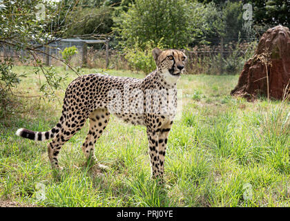 UK, Hamerton Zoo - 17 Aug 2018: Geparden in Gefangenschaft, stehend Stockfoto