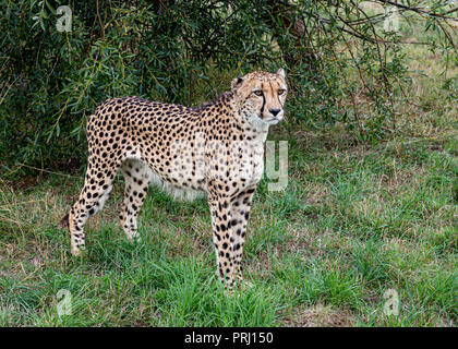 UK, Hamerton Zoo - 17 Aug 2018: Geparden in Gefangenschaft, stehend Stockfoto