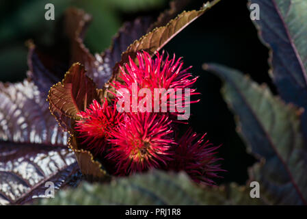 Die Samenkapseln eines Rizinus (Ricinus communis) Stockfoto