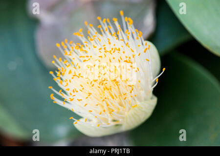 Nahaufnahme einer Blüte von Pinsel (Haemanthus albiflos) gewachsen im Innenbereich Stockfoto