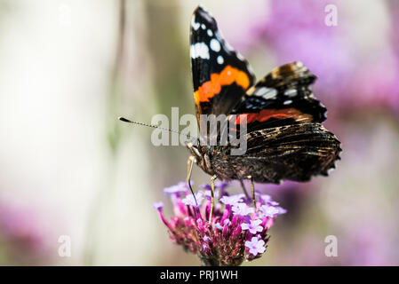 Ein roter Schmetterling Admiral (Vanessa atalanta) auf einem argentinischen Vervain (Verbena Bonariensis) Stockfoto