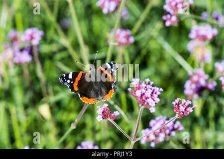 Ein roter Schmetterling Admiral (Vanessa atalanta) auf einem argentinischen Vervain (Verbena Bonariensis) Stockfoto