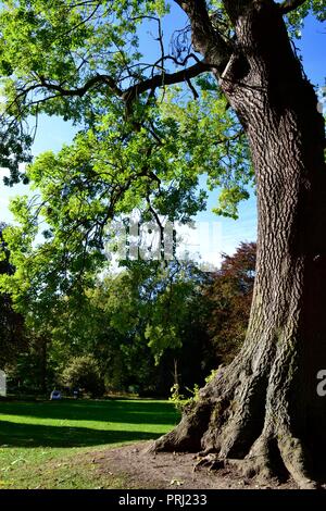 Helle, farbenfrohe, natürlich beleuchtete Bilder Ropner Park, ein traditionelles britisches Viktorianischen öffentlichen Park in Stockton-on-Tees, zu Beginn des Herbstes. Stockfoto