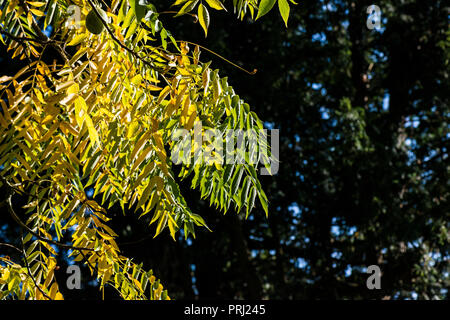 Die Blätter und die Früchte eines Schwarzen Walnussbaum (Juglans nigra) im frühen Herbst Stockfoto
