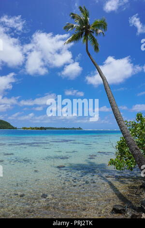 Eine Kokospalme auf einer tropischen Lagune mit kristallklarem Wasser in Französisch Polynesien schiefen, Huahine Island, Pazifischer Ozean Stockfoto