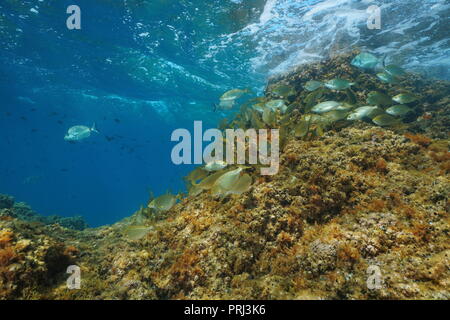 Unterwasser einen Schwarm von Fischen (dreamfish Sarpa salpa) Fütterung auf Felsen unterhalb der Wasseroberfläche, Mittelmeer, Pyrénées-orientales, Roussillon, Frankreich Stockfoto