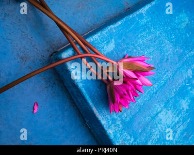 Ein Bündel von Lotus Blume Stängel. Stockfoto