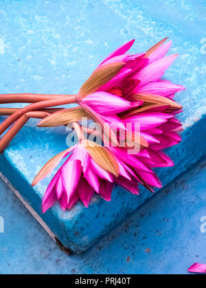 Ein Bündel von Lotus Blume Stängel. Stockfoto