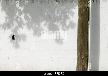 Weiße Wand mit einem hölzernen Stamm auf der rechten Seite und im Schatten eines Baumes auf dem weißen Teil der Wand. Stockfoto