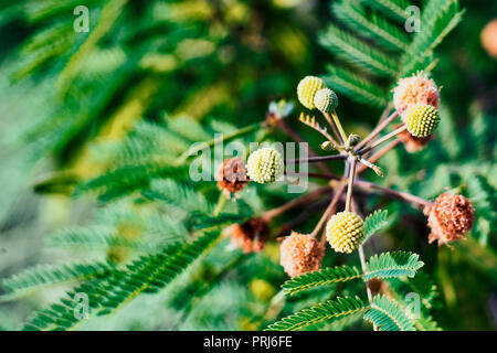 Pflanze mit Blüten der molekularen Form auf grünem Hintergrund Stockfoto