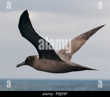 Nach Licht-mantled Rußigen Albatross im Flug, südlichen Ozean, Antarktis Stockfoto