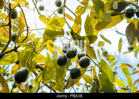 Avocado Früchte hängen an Niederlassung des Baums Stockfoto