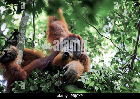 Männliche Sumatra Orang-Utans (Pongo abelii) im Nest an Gunung Leuser National Park Stockfoto