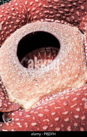 Rafflesia arnoldii Blüte im Regenwald, Sumatra, Indonesien Stockfoto