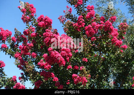 Lagerstroemia oder allgemein als crape myrtle oder Crepe Myrtle gegen den blauen Himmel bekannt Stockfoto