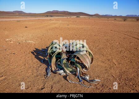 Welwitschia (Welwitschia Mirabilis) in Wüste Landschaft, Brandberg, Erongo Region, Namibia Stockfoto